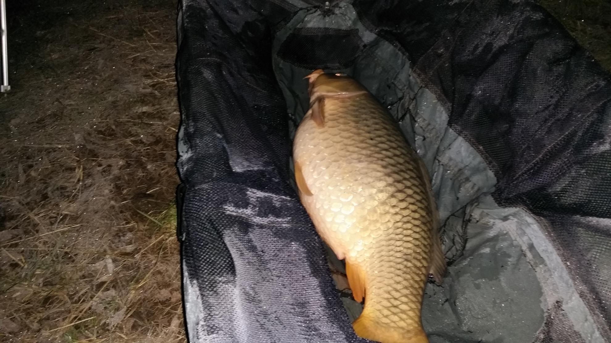 Isola 2015  - 20150109071933.jpg